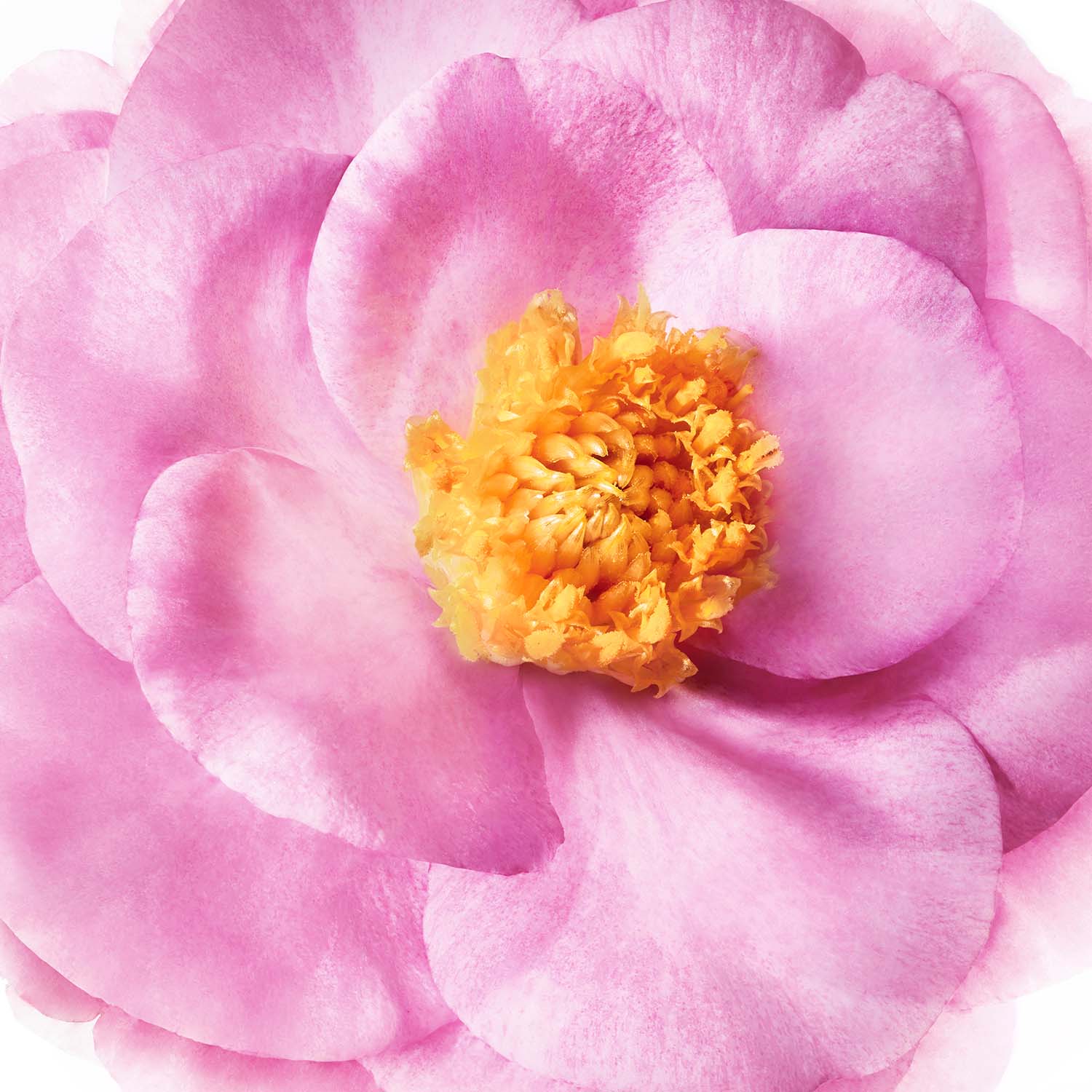 HAIR PRODIGIEUX PRE-SHAMPOO NOURISHING MASK NUXE (MASCARILLA NUTRITIVA CON ACEITE DE CAMELIA PARA ANTES DEL SHAMPOO)